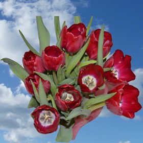 Image of ID 516472039 100 Fresh Cut Red Tulips