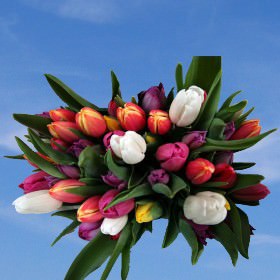 Image of ID 516472045 60 Assorted Color Tulips