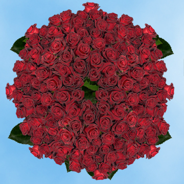 Image of ID 516472049 250 Fresh Cut Dark Red Roses