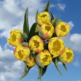 Image of ID 516472052 100 Fresh Cut Yellow Tulips