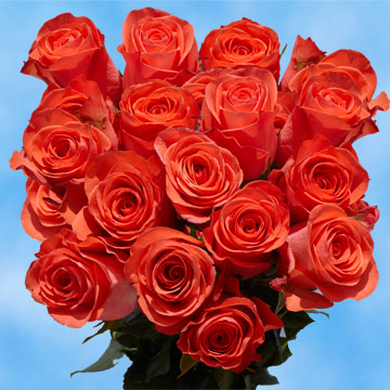 Image of ID 516472053 75 Wholesale Orange Roses