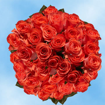 Image of ID 516472055 100 Orange Roses Roses