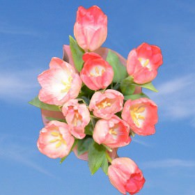 Image of ID 516472058 100 Fresh Cut Pink Tulips