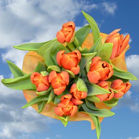 Image of ID 516472072 100 Fresh Cut Orange Tulips