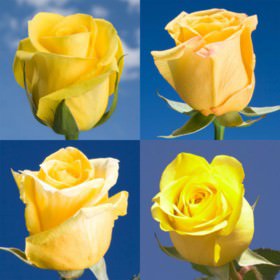 Image of ID 516472074 400 Yellow Wedding Roses