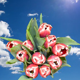 Image of ID 516472078 100 Fresh Cut Red/White Tulips