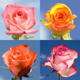 Image of ID 516472079 75 Multiple Color Roses