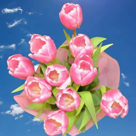 Image of ID 516472083 60 Fresh Cut Pink/White Tulips