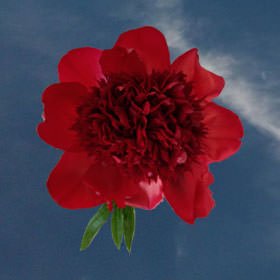 Image of ID 516472088 30 Red Peonies Free Delivery