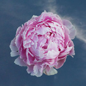 Image of ID 516472144 70 Special Pink Peonies