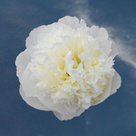 Image of ID 516472168 100 Creamy White Peonies