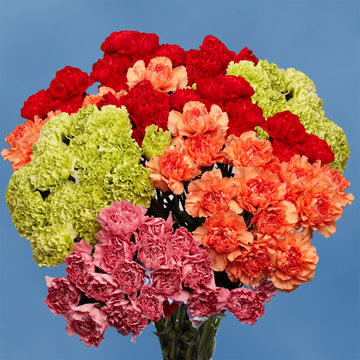 Image of ID 516472171 200 Fresh Carnations Next Day
