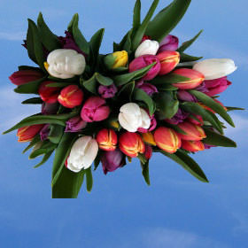 Image of ID 516472175 60 Assorted Tulips Next Day