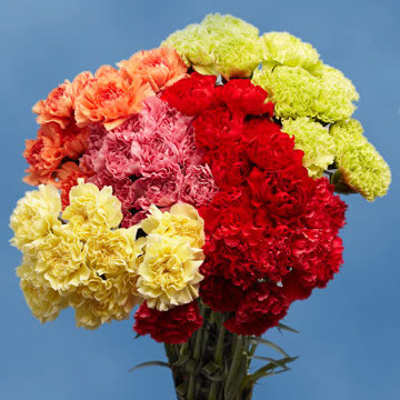 Image of ID 516472183 400 Fresh Carnations Next Day