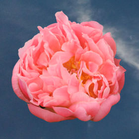 Image of ID 516472192 100 Fresh Cut Coral Peonies