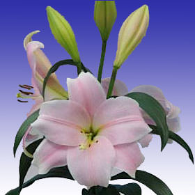 Image of ID 687576766 40 Pink Asiatic Lilies