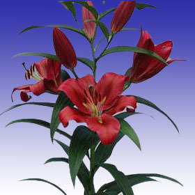 Image of ID 687576767 120 Red Asiatic Lilies