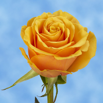 Image of ID 687577118 150 Golden Yellow Roses