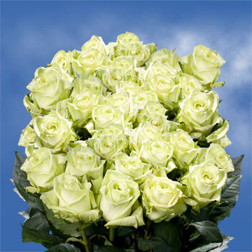 Image of ID 687577159 75 Light Green Roses