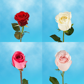 Image of ID 687577281 40 Mother's Day Assorted Roses