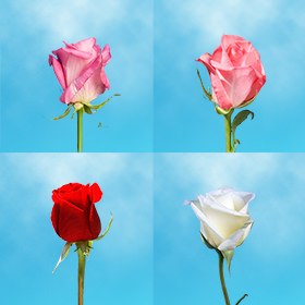 Image of ID 687577295 35 Mother's Day Assorted Roses