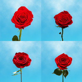 Image of ID 687577300 40 Mother's Day Red Roses
