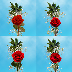 Image of ID 687577312 60 Mother's Day Red Roses