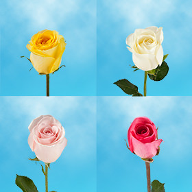Image of ID 687577560 40 Individual Gifts Roses