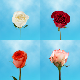 Image of ID 687577561 80 Individual Gifts Roses