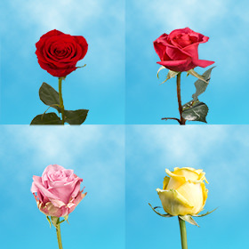 Image of ID 687577574 35 Individual Gifts Roses