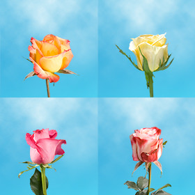 Image of ID 687577575 70 Individual Gifts Roses