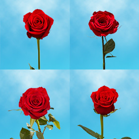Image of ID 687577577 40 Red Individual Roses