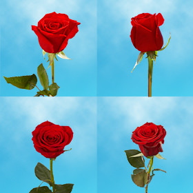 Image of ID 687577578 80 Red Individual Roses