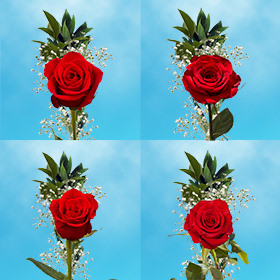 Image of ID 687577586 60 Individual Roses & Fillers