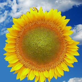 Image of ID 687577624 60 Fresh Sunflowers Center