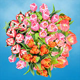 Image of ID 687577741 60 Elegant Assorted Tulips