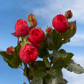 Image of ID 687577757 72 Red Valentine Roses