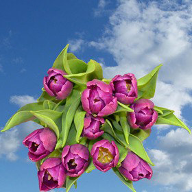 Image of ID 687577764 60 Valentines Day Tulips Sale
