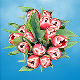 Image of ID 687577770 60 Tulips for Valentine's