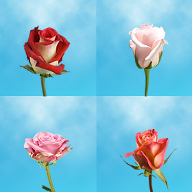 Image of ID 687577777 40 Single Roses for Valentines