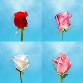 Image of ID 687577779 80 Single Roses for Valentines