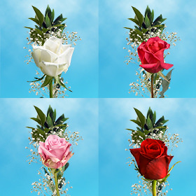 Image of ID 687577783 70 Individual Roses & Fillers