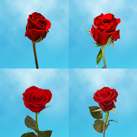 Image of ID 687577808 35 Single Wrapped Red Roses