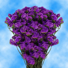 Image of ID 687577925 20 Bunches of Purple Statice