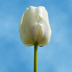 Image of ID 687577926 100 Valentine's Day Tulips