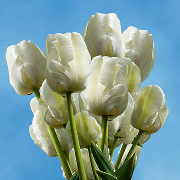 Image of ID 687577929 100 White Tulip Flowers