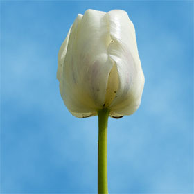 Image of ID 687577931 60 White Tulip Flowers