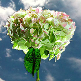 Image of ID 687578838 Hydrangeas 10 Jumbo Green Hydrangea Flowers