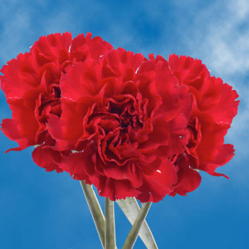 Image of ID 687578870 200 Fresh Carnations Next Day