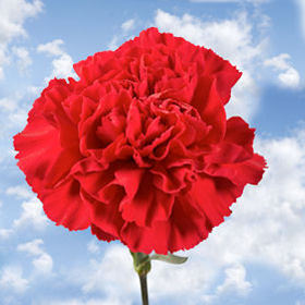 Image of ID 687578884 200 Red Carnations Next Day